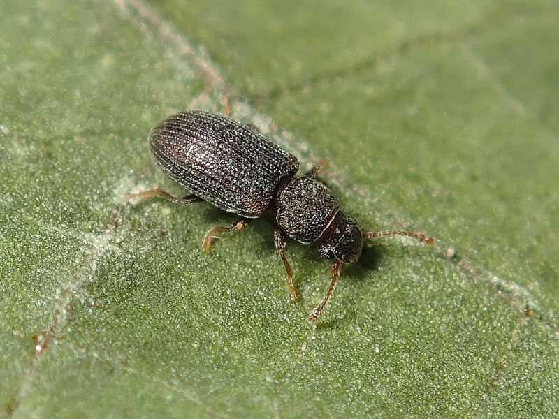 da identificare: Latridiidae ??  No, Mycetophagidae:  Berginus tamarisci